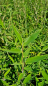 Preview: Fargesia murielae "Blue Lizard" ® - (Bambus "Blue Lizard" ®),
